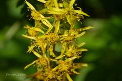 Ligularia fischeri